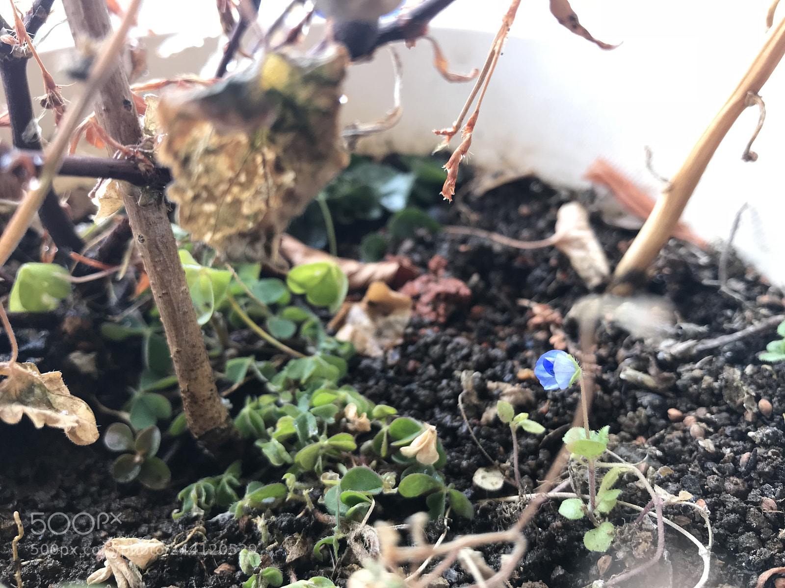Apple iPhone 7 Plus sample photo. Newest spring lives photography