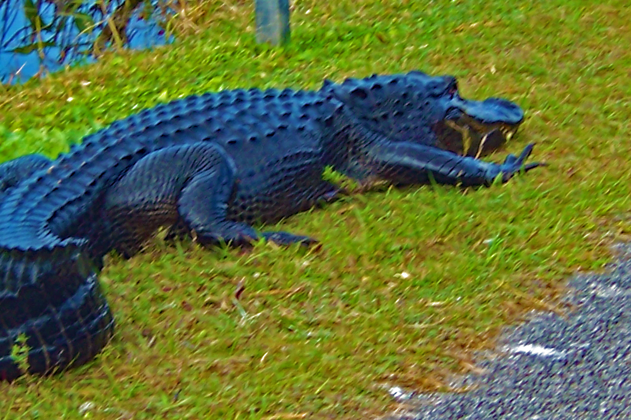 Kodak LS753 ZOOM DIGITAL CAMERA sample photo. Shark valley photography