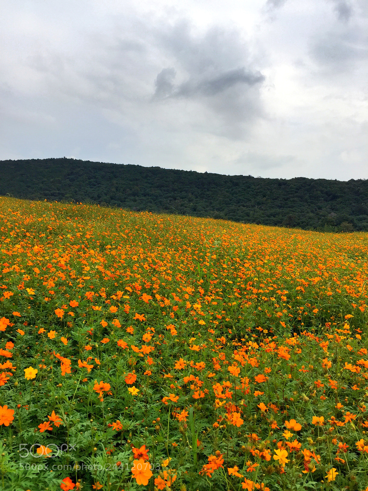 Apple iPhone 6 Plus sample photo. Orange flower photography
