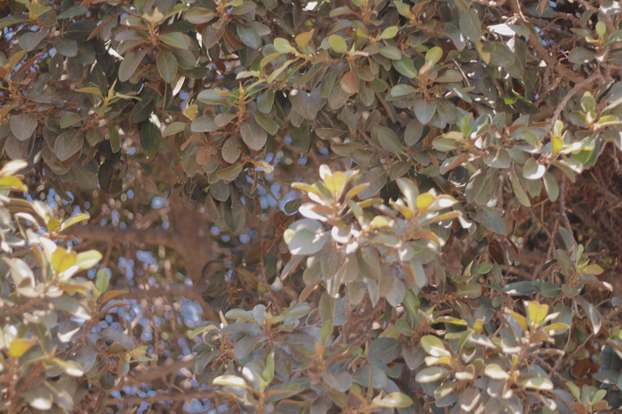 Canon EOS 500D (EOS Rebel T1i / EOS Kiss X3) + Canon EF 50mm f/1.8 sample photo. Spain 2015 photography