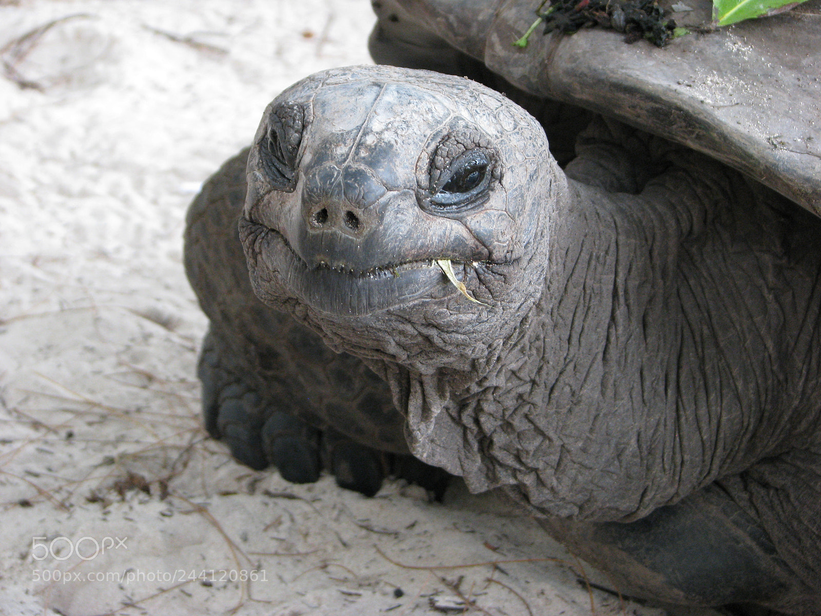 Canon POWERSHOT S5 IS sample photo. Giant tortoise photography