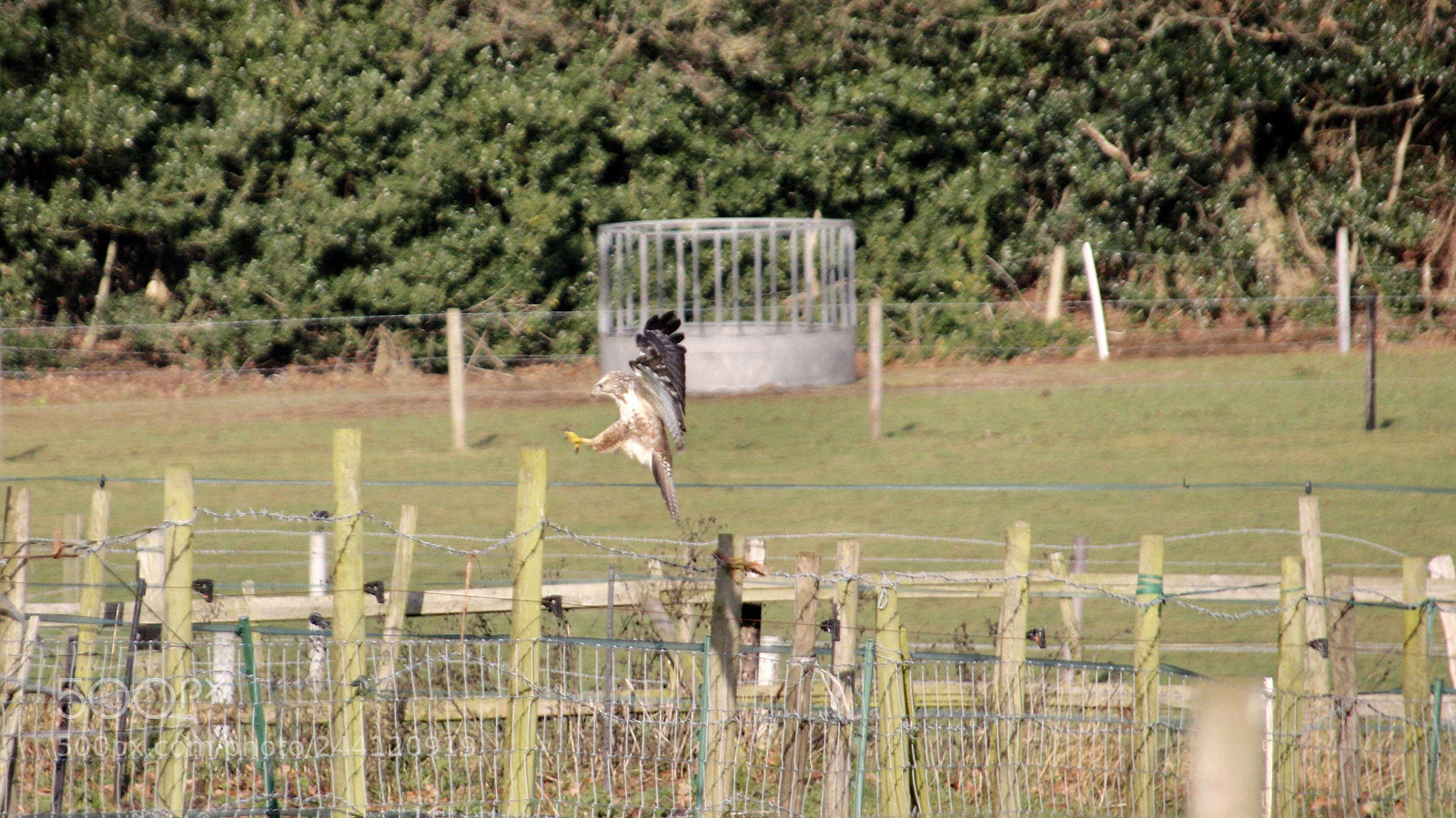 Canon EOS 550D (EOS Rebel T2i / EOS Kiss X4) sample photo. Buzzard coming into land photography