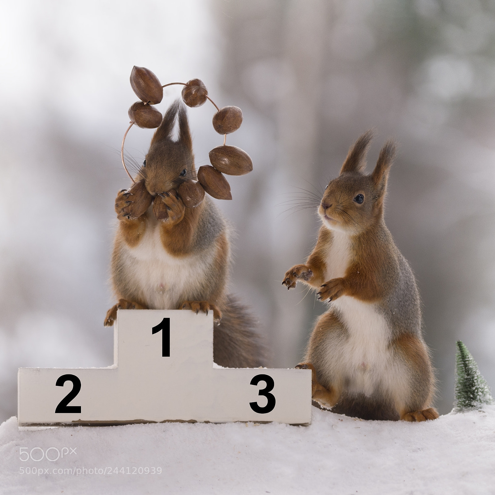 Nikon D810 sample photo. Red squirrel stands on photography