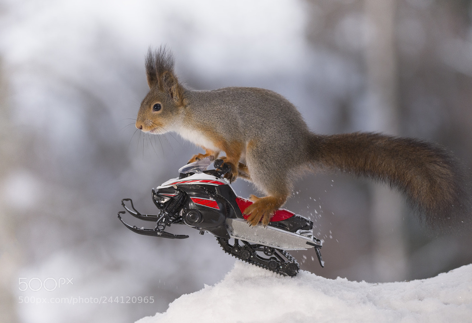 Nikon D810 sample photo. Red squirrel jumping with photography