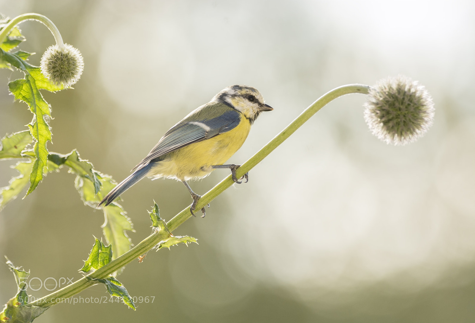 Nikon D7100 sample photo. Bluetit is standing on photography