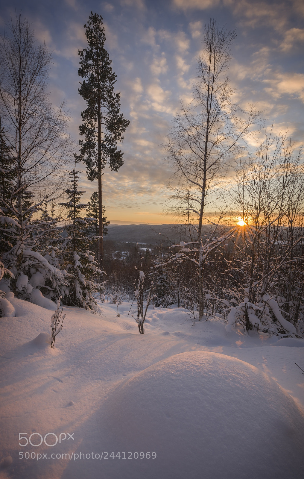 Nikon D810 sample photo. Snow in forest winter photography