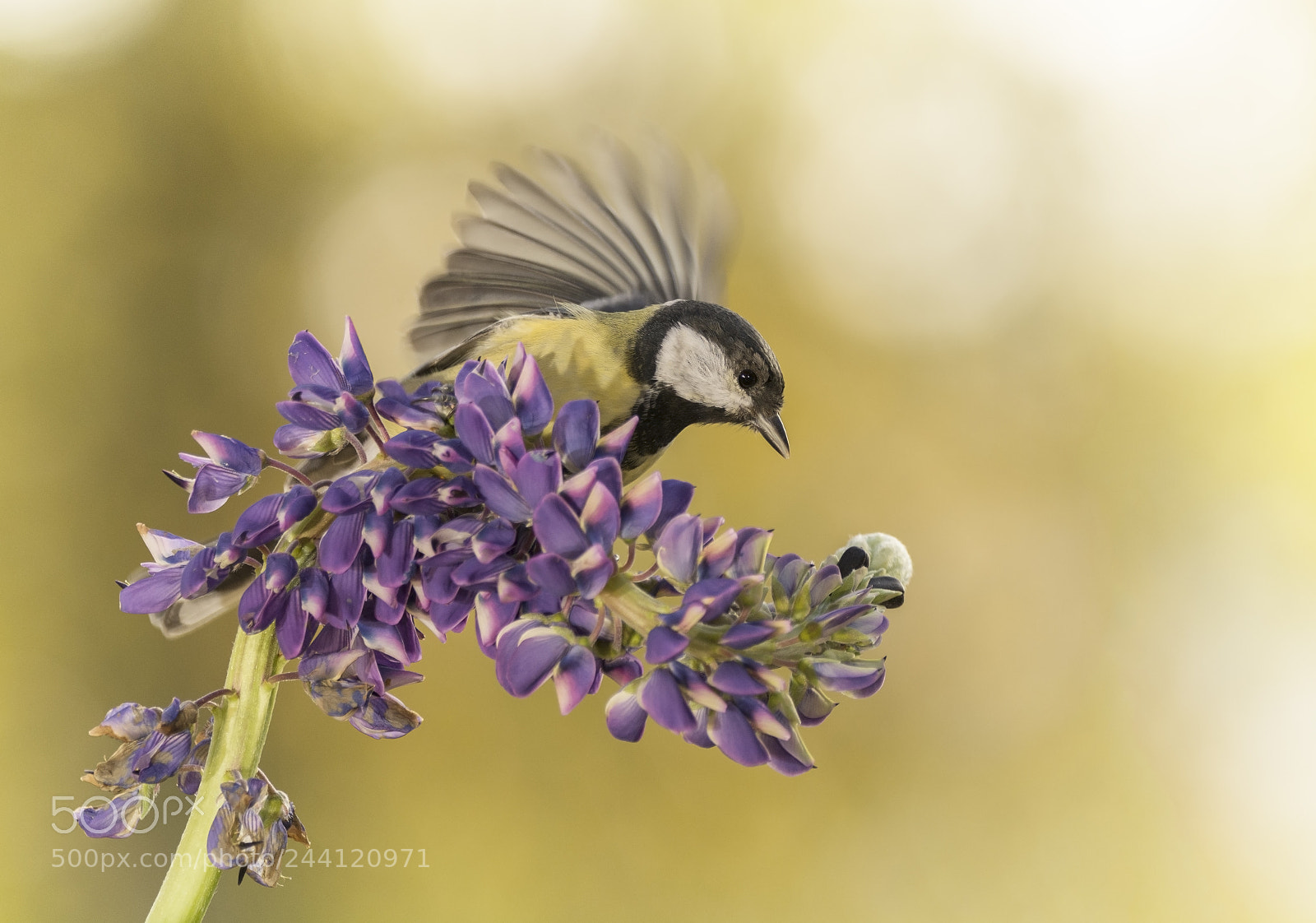 Nikon D7100 sample photo. Great tit standing on photography