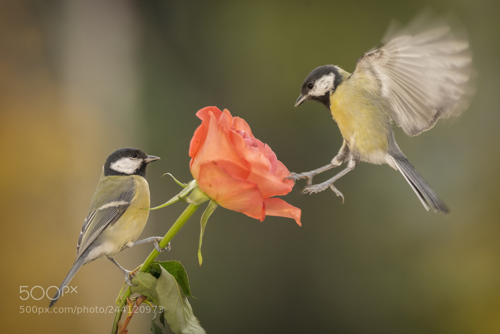 Nikon D7100 sample photo. Two great tit with photography