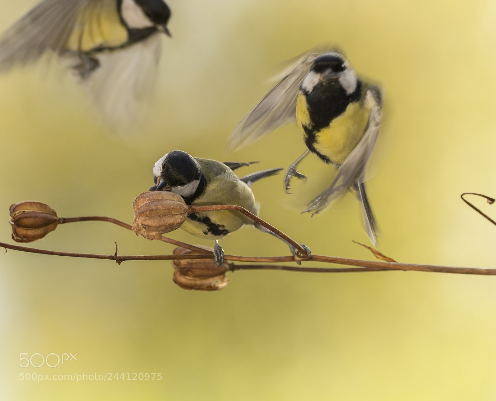Nikon D7100 sample photo. Great tit standing with photography