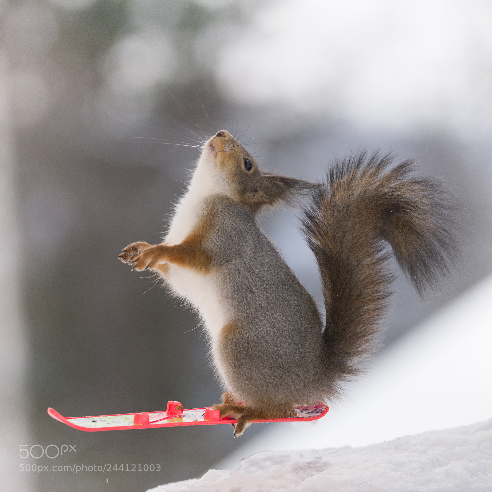 Nikon D810 sample photo. Red squirrel on snowboard photography