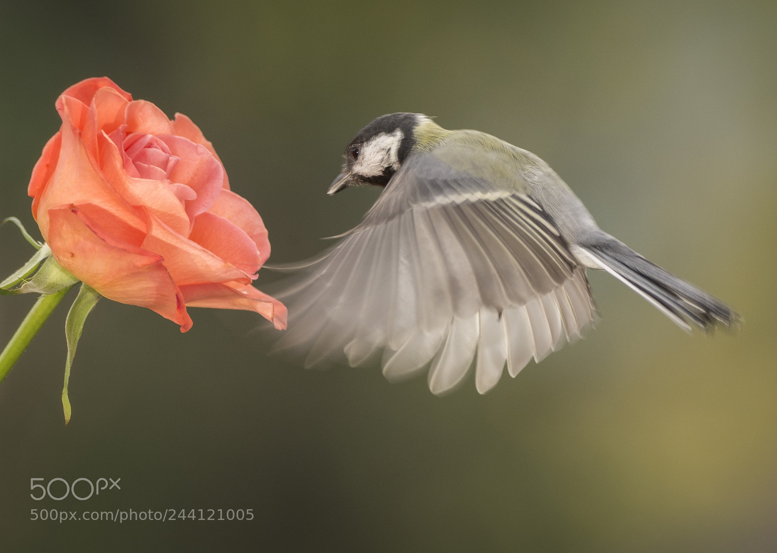 Nikon D7100 sample photo. Great tit flying towards photography