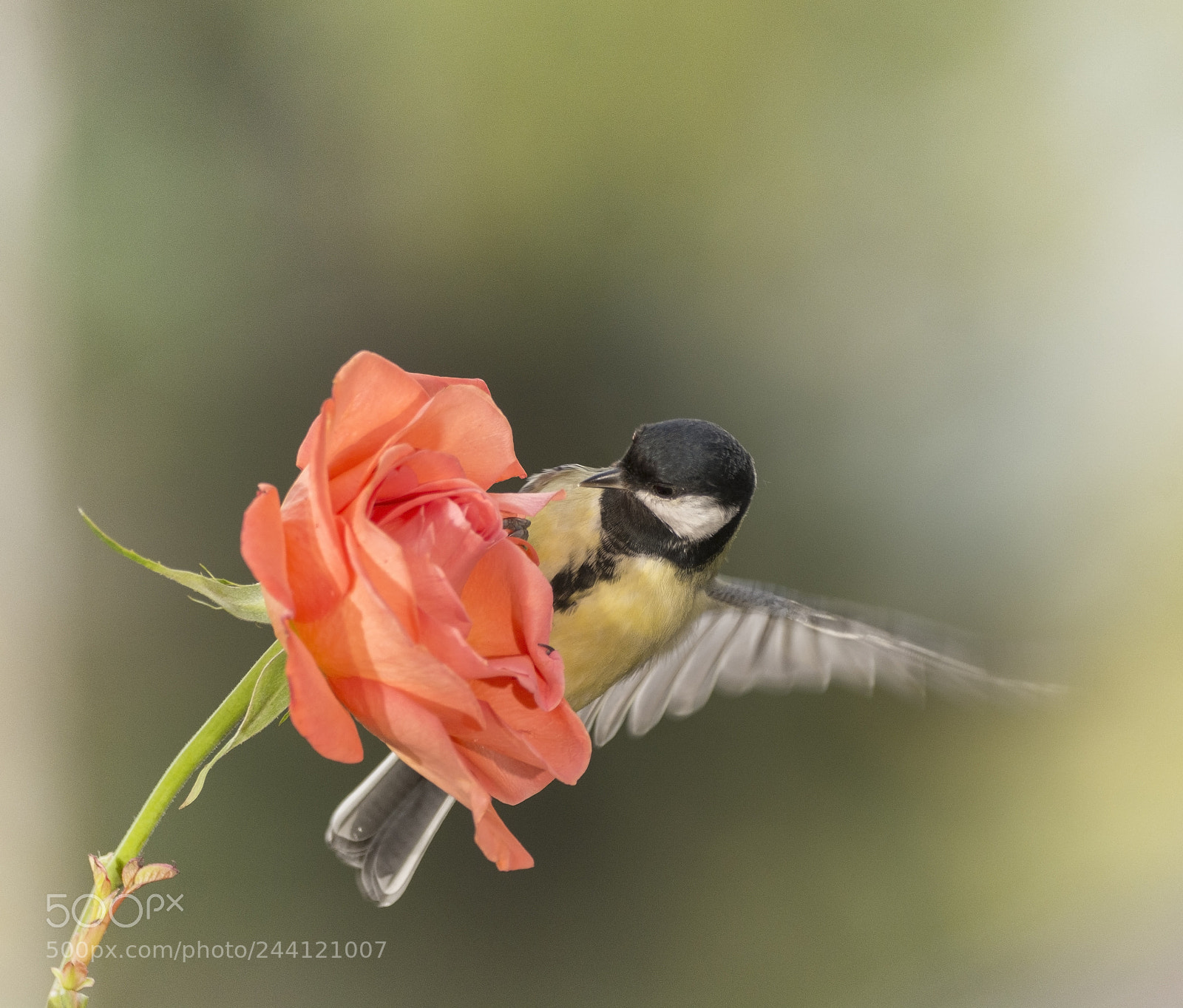 Nikon D7100 sample photo. Great tit holding on photography