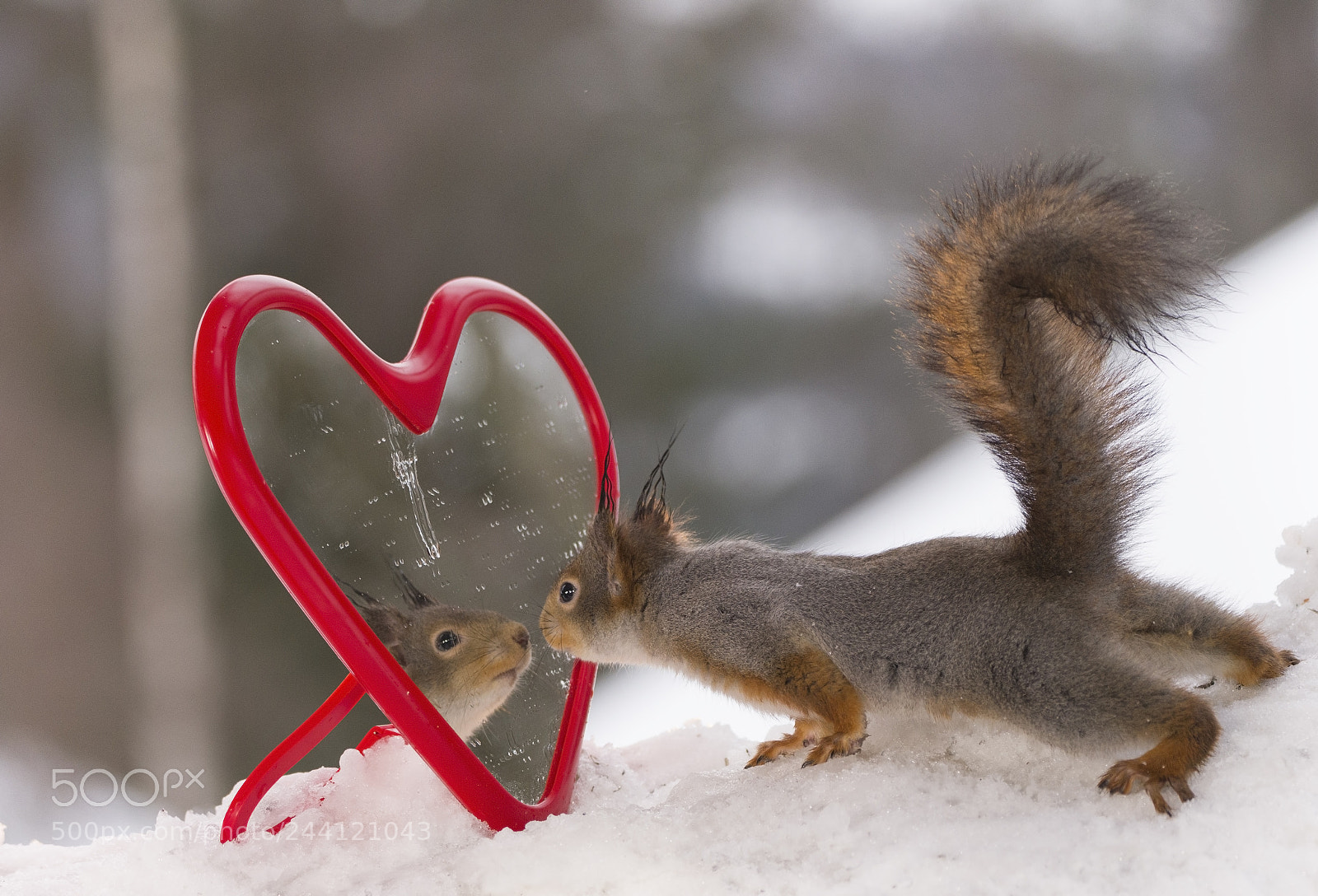 Nikon D810 sample photo. Red squirrel looking in photography