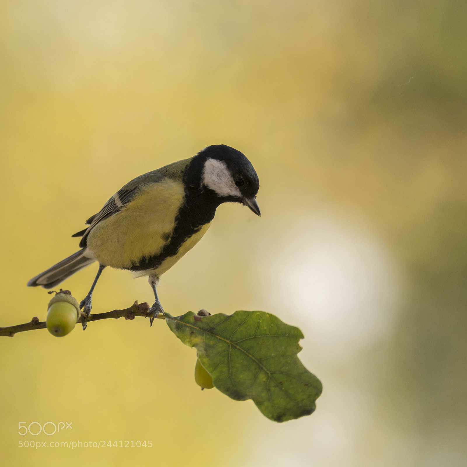 Nikon D7100 sample photo. Great tit standing on photography