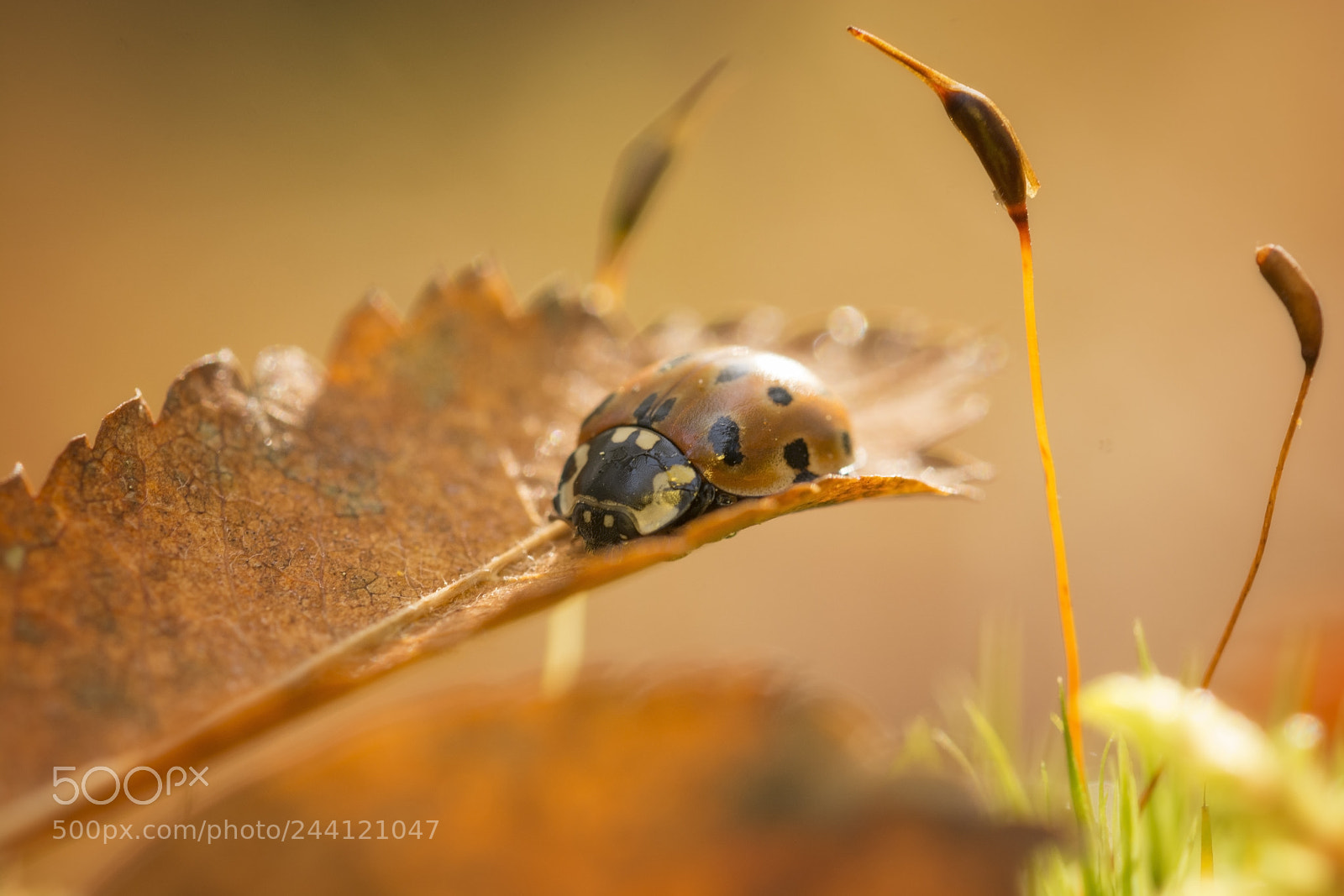 Nikon D7100 sample photo. Ladybug on leaf with photography