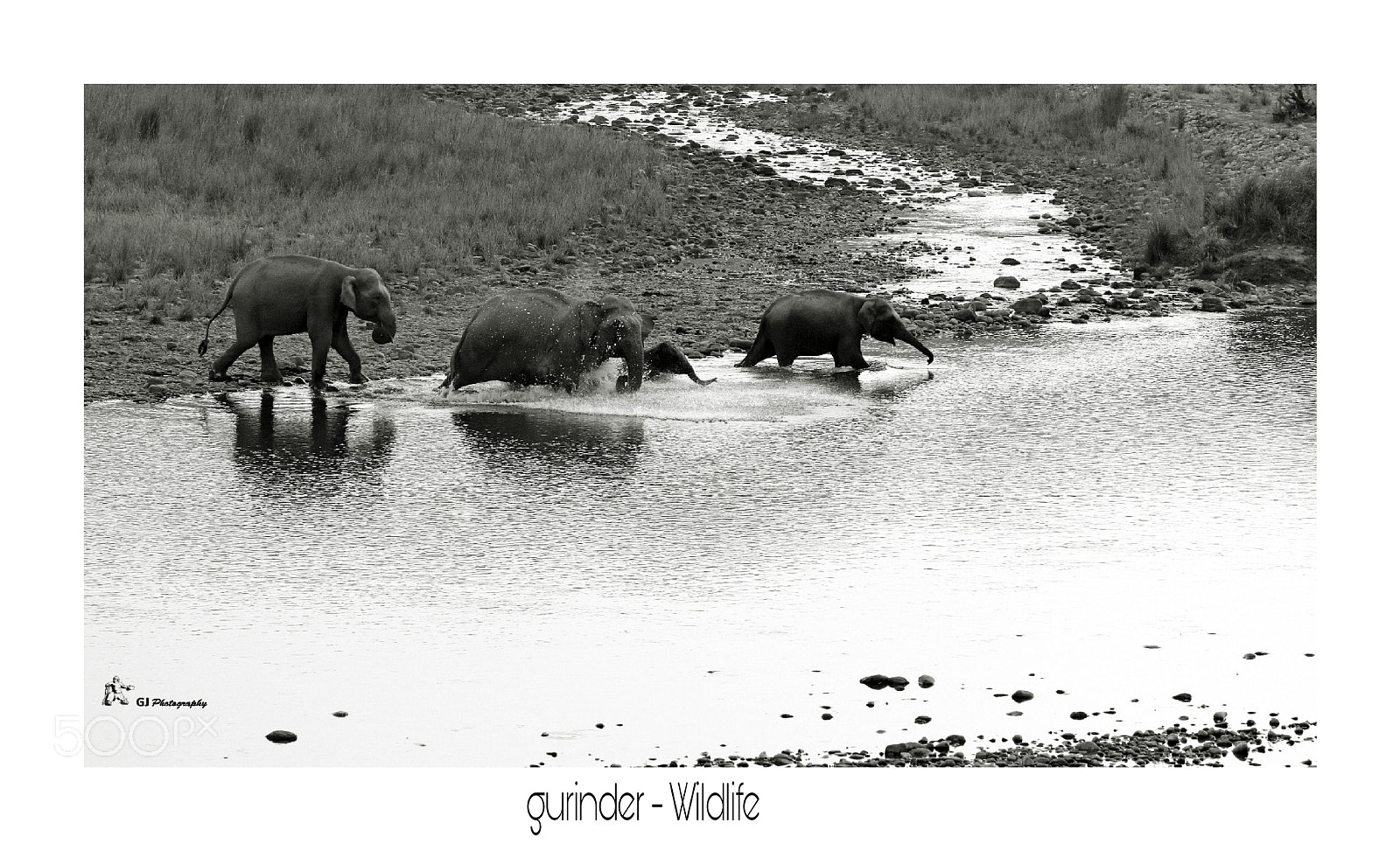 Canon EOS 7D Mark II sample photo. Elephants photography