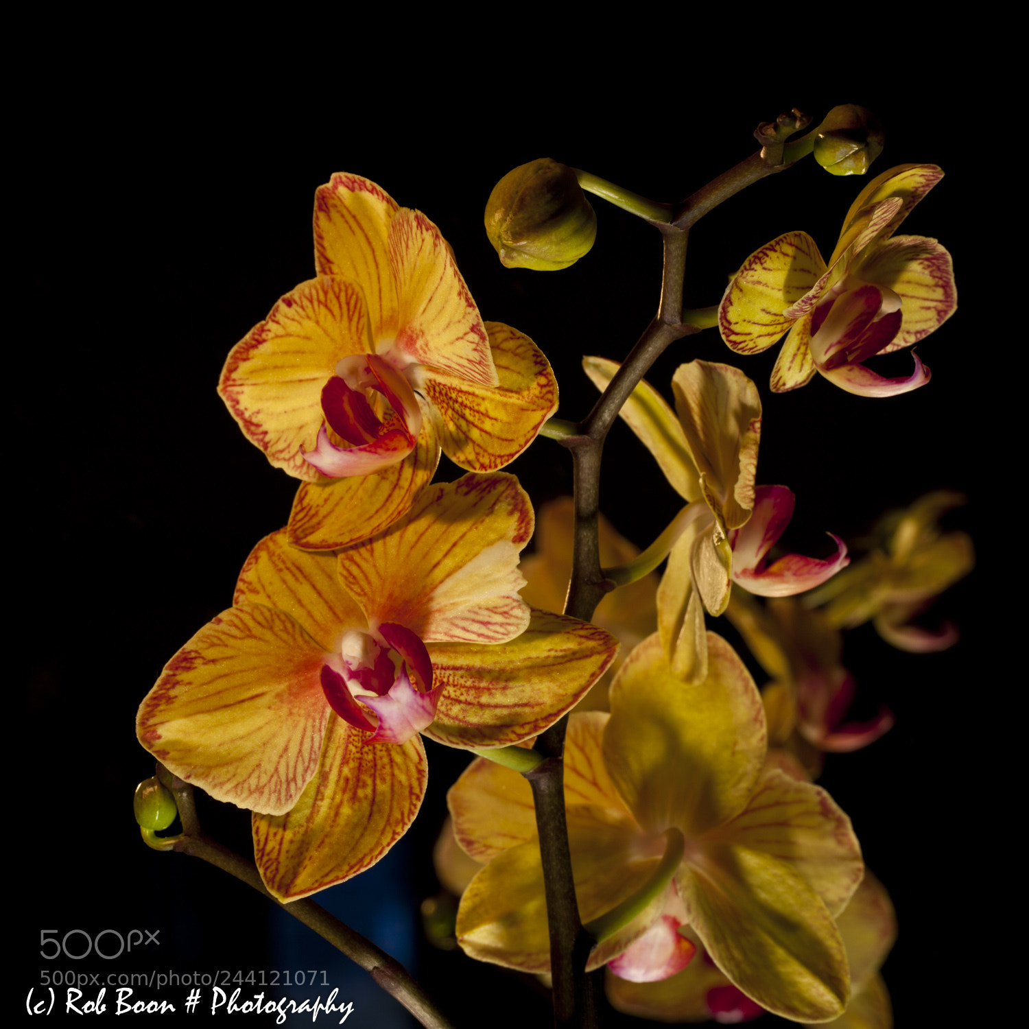 Canon EOS 5D Mark II sample photo. Orchid 5 photography