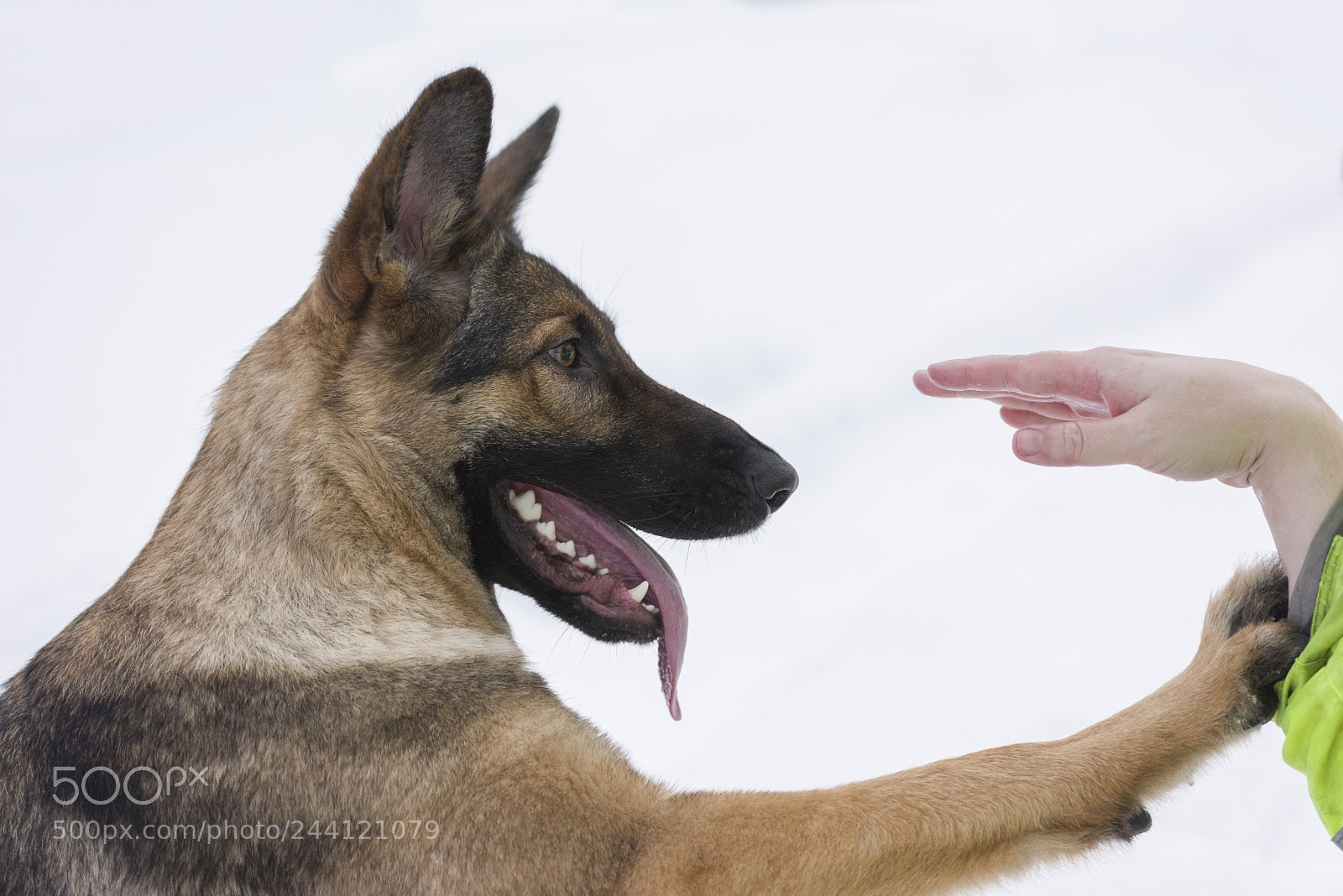Nikon D810 sample photo. German shepherd looking at photography