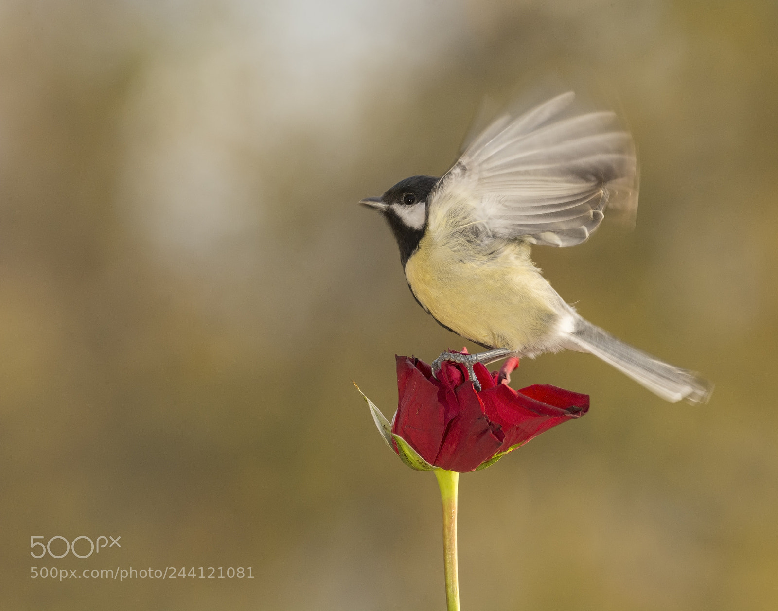 Nikon D7100 sample photo. Great tit flying above photography