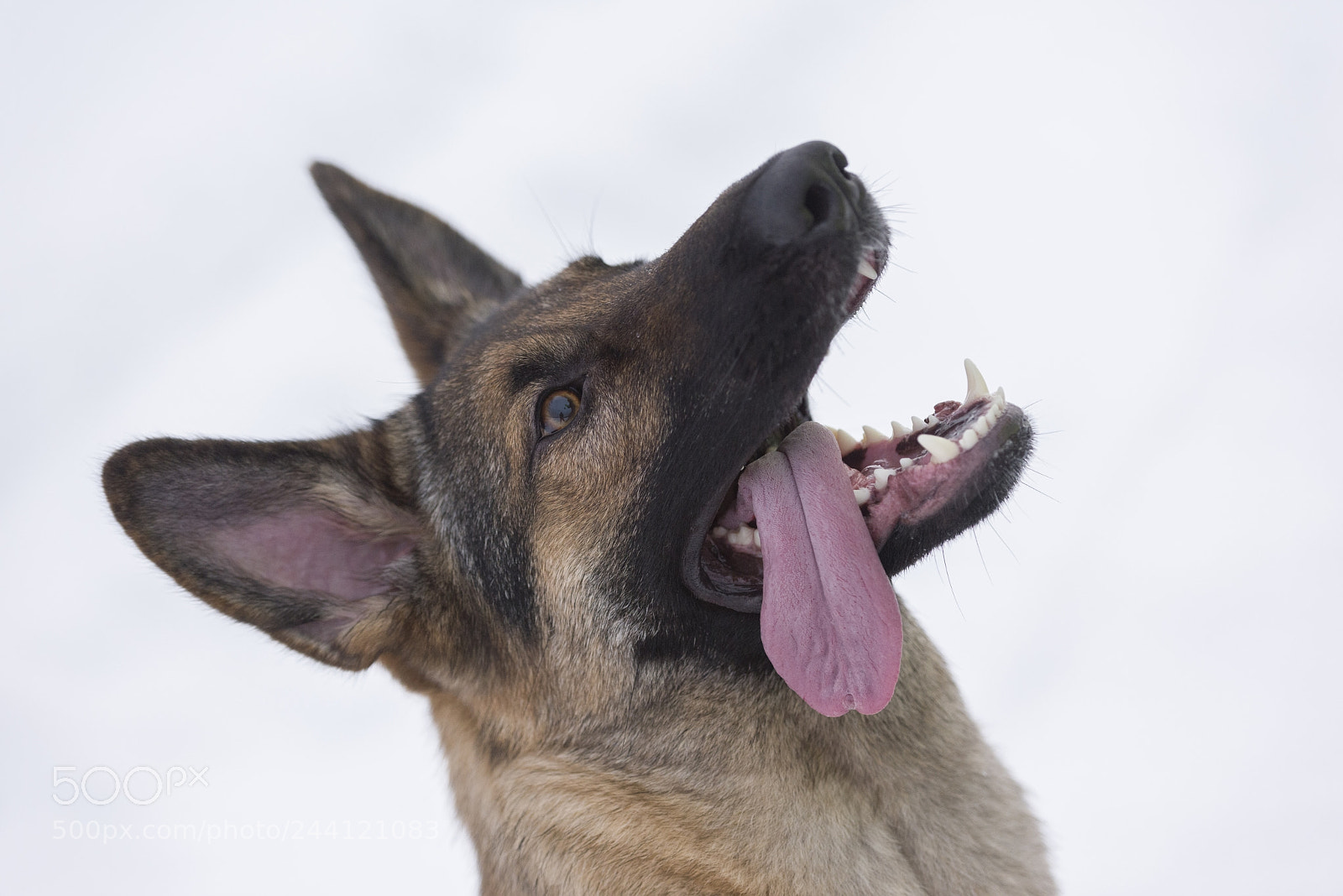 Nikon D810 sample photo. Head close up of photography