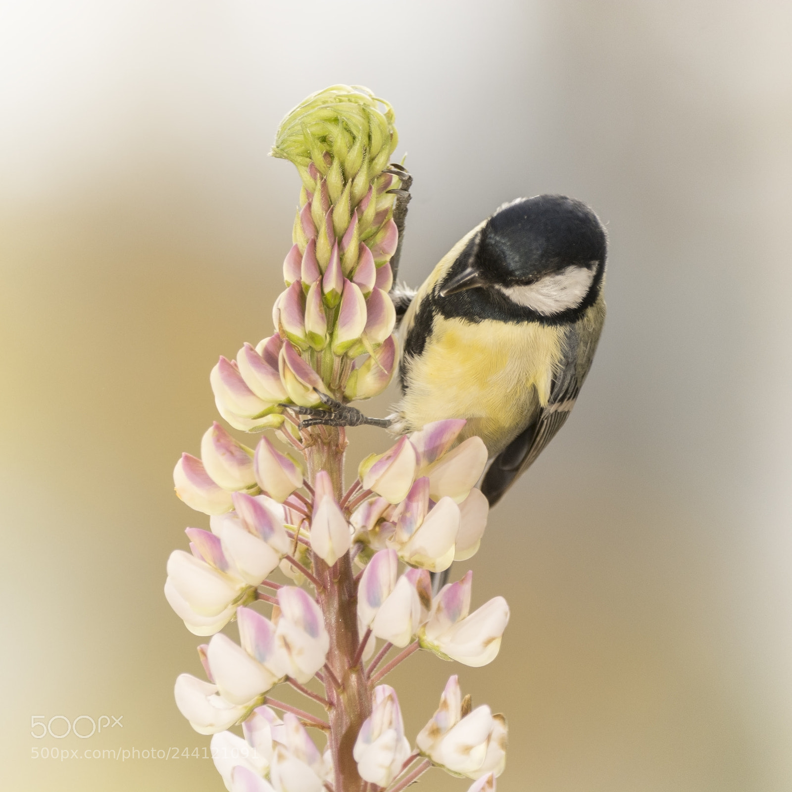 Nikon D7100 sample photo. Great tit holding on photography