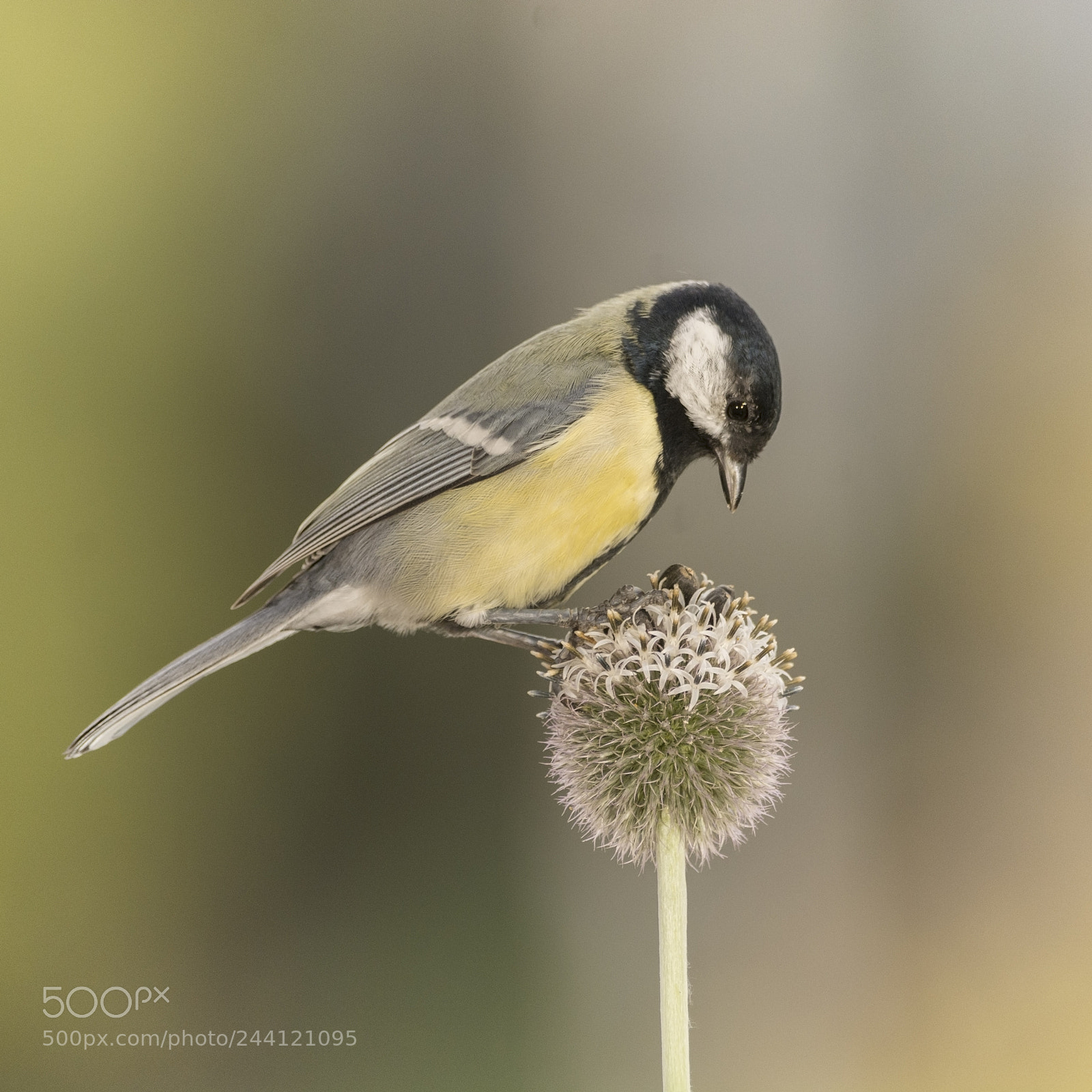 Nikon D7100 sample photo. Great tit standing on photography
