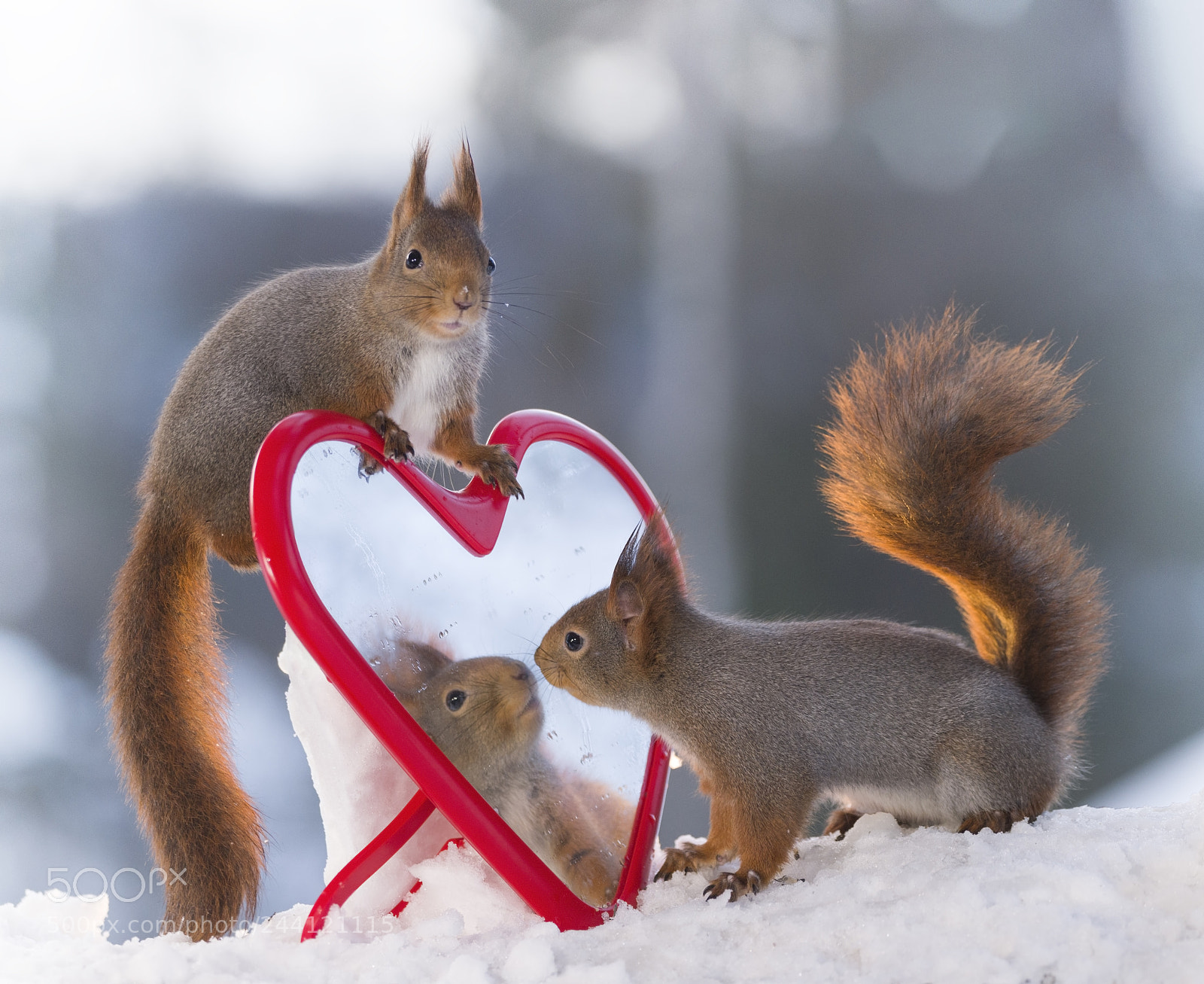 Nikon D810 sample photo. Red squirrels looking in photography