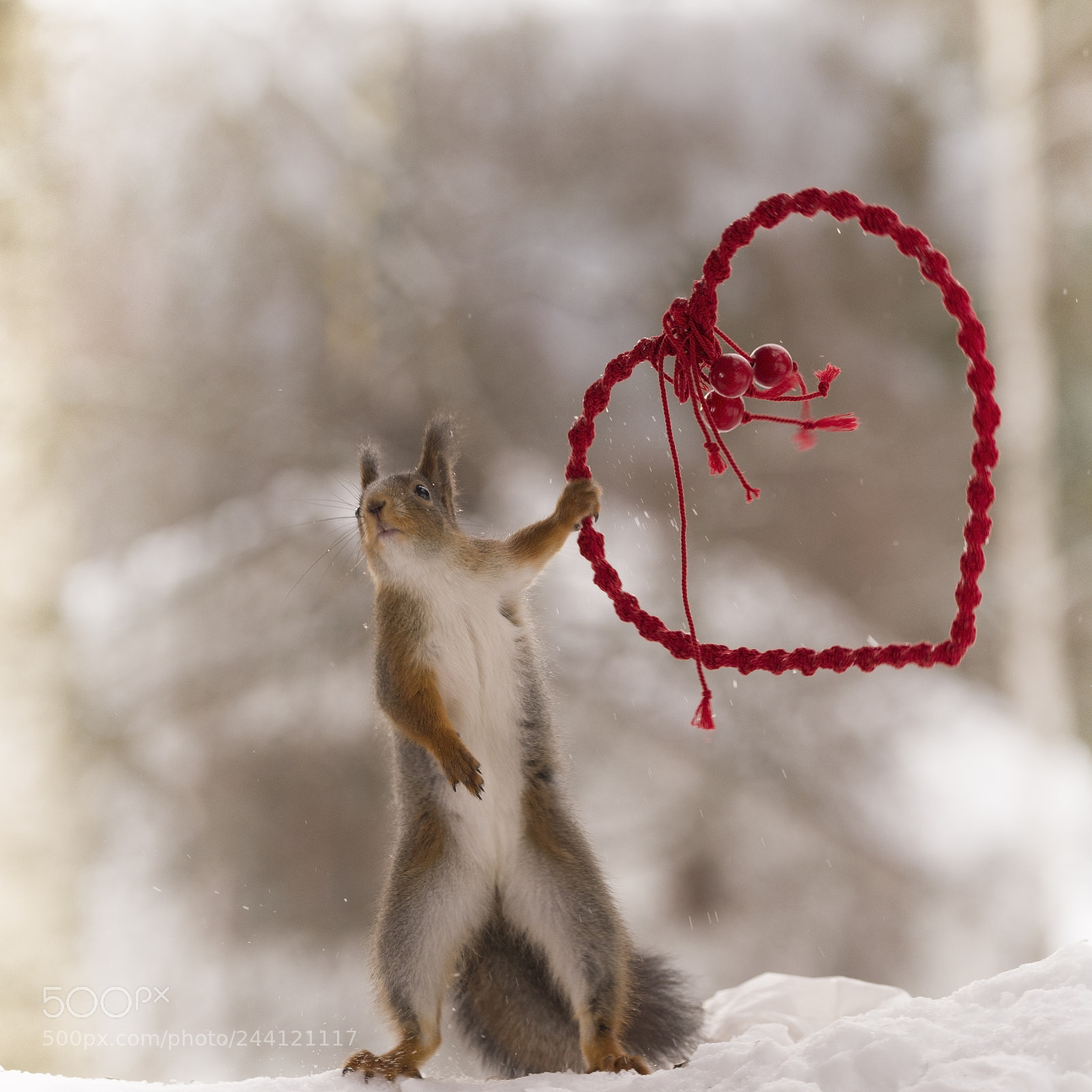 Nikon D810 sample photo. Red squirrel is holding photography