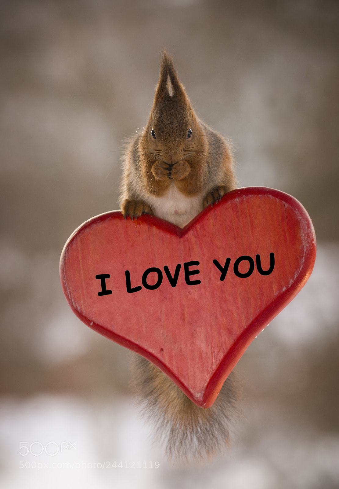 Nikon D810 sample photo. Red squirrel on a photography