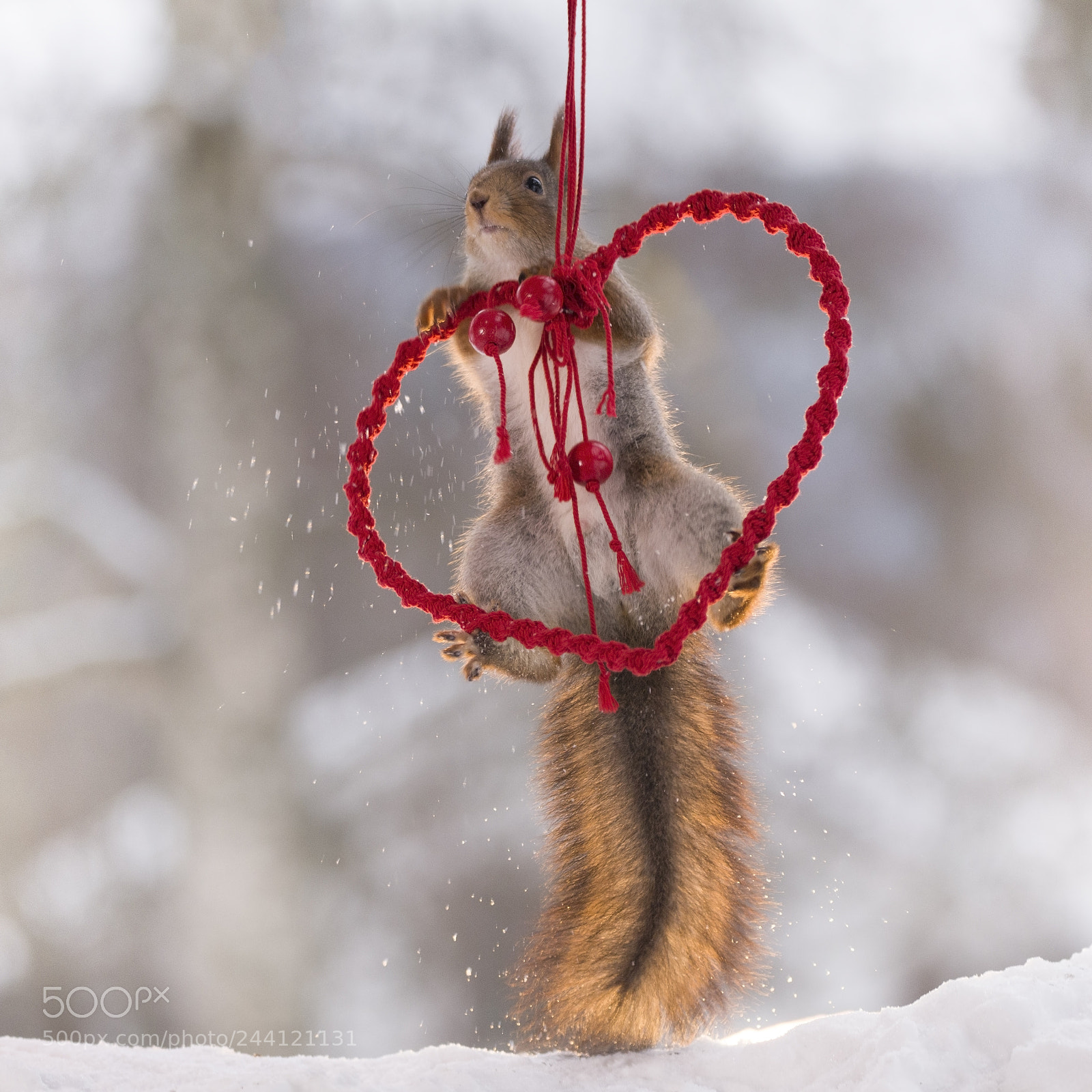 Nikon D810 sample photo. Red squirrel climbing in photography
