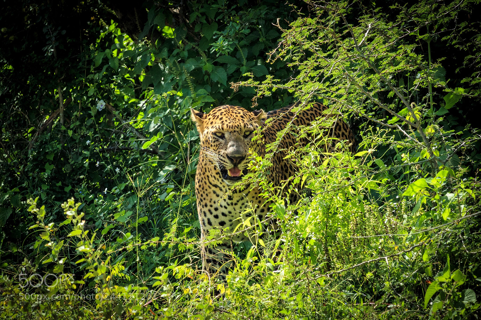 Canon EOS M5 sample photo. Silent hunter - the photography
