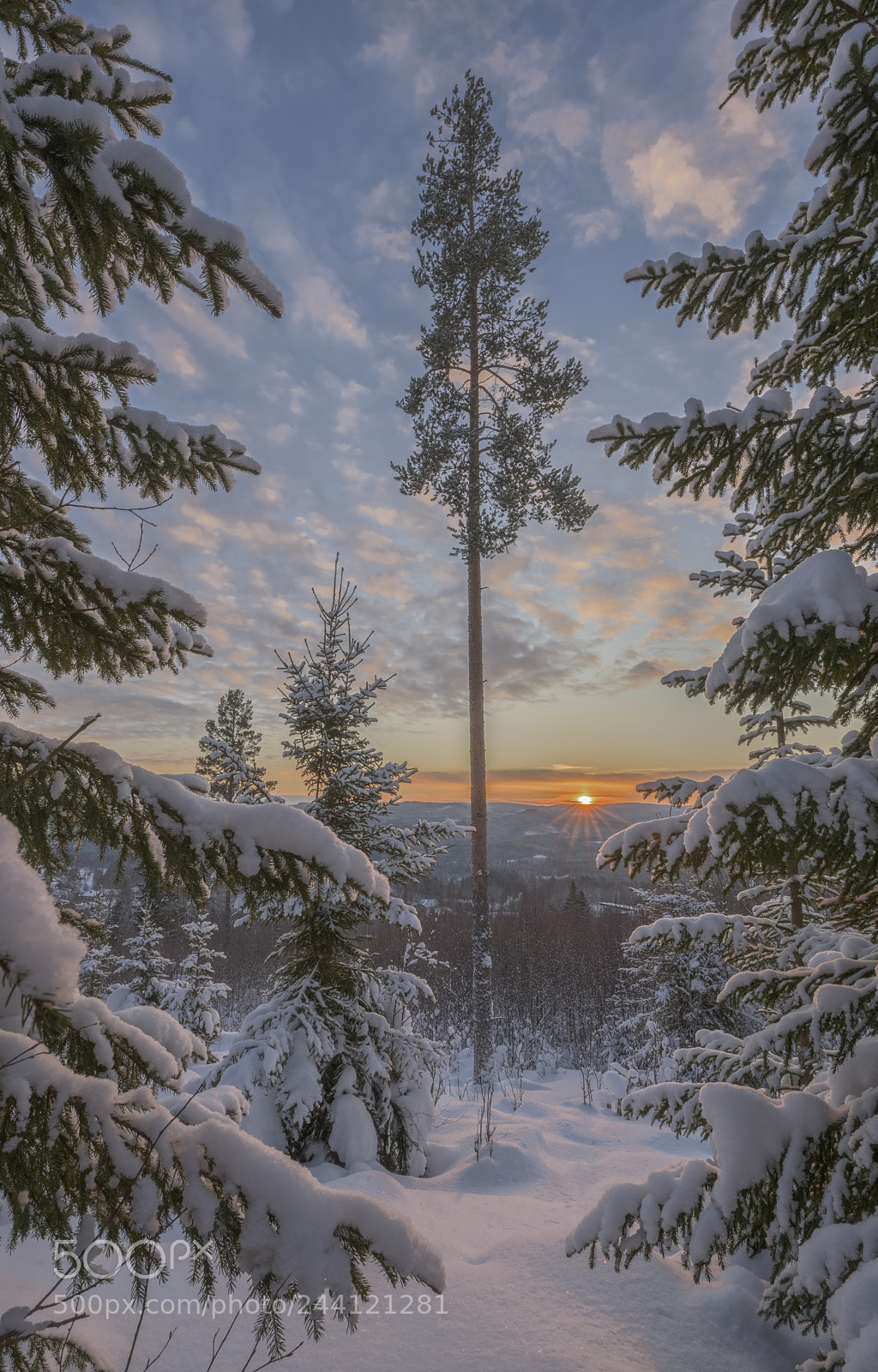 Nikon D810 sample photo. Trees in mountain forest photography