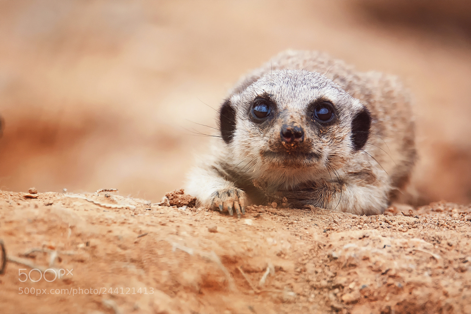 Nikon D7100 sample photo. Meerkat baby photography