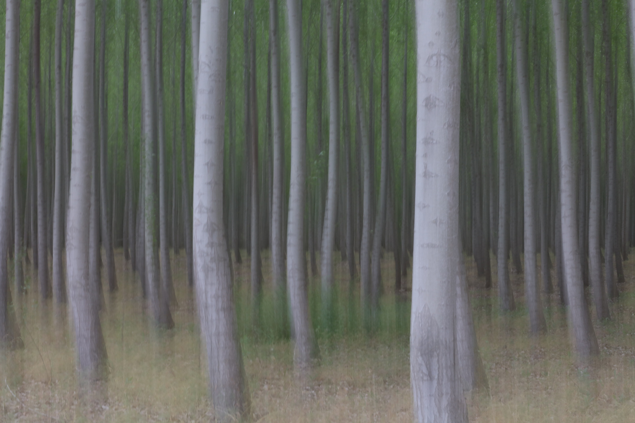 Canon EOS 5DS R sample photo