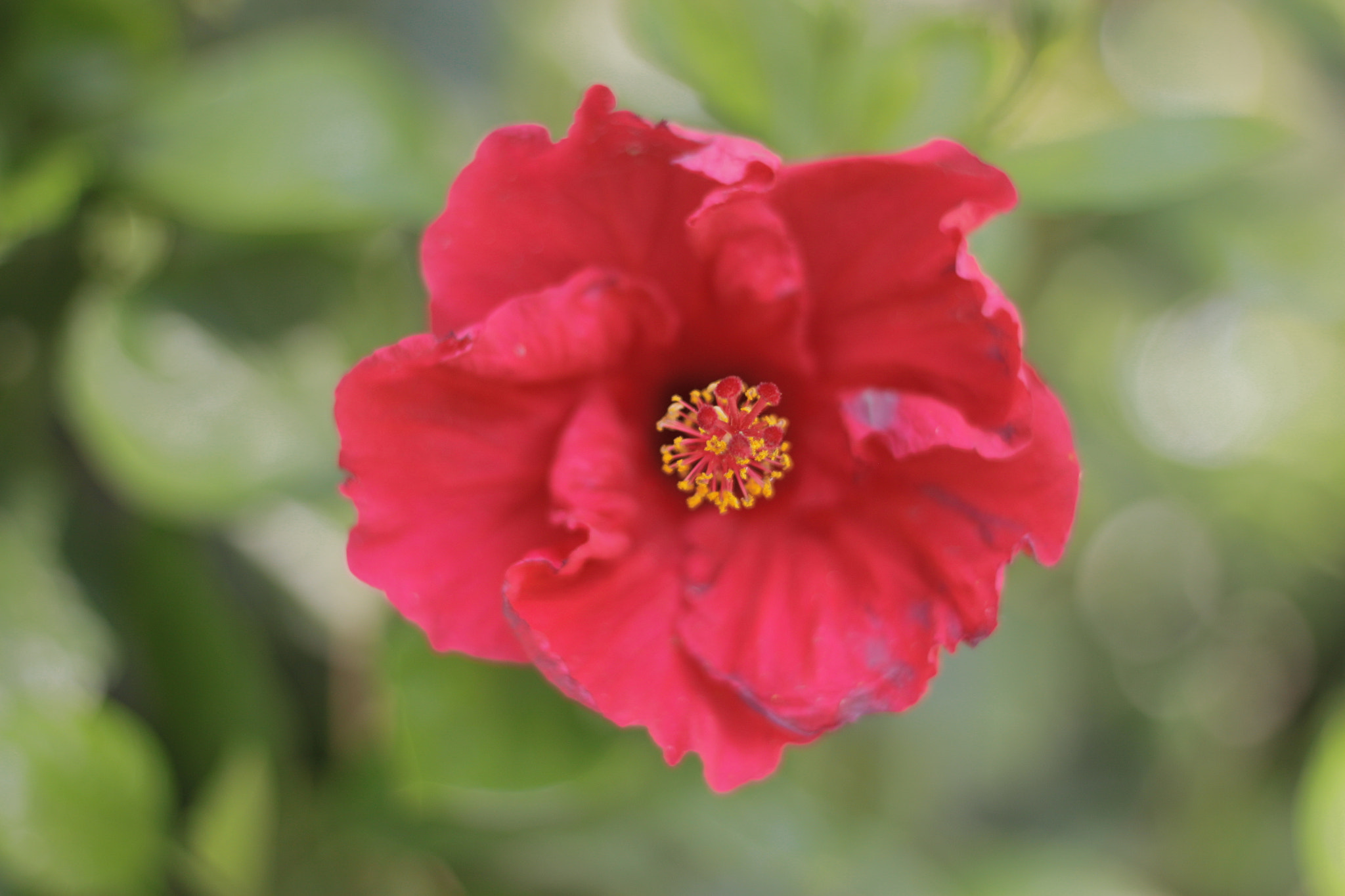 Canon EOS 500D (EOS Rebel T1i / EOS Kiss X3) + Canon EF 50mm f/1.8 sample photo. Spain 2015 photography
