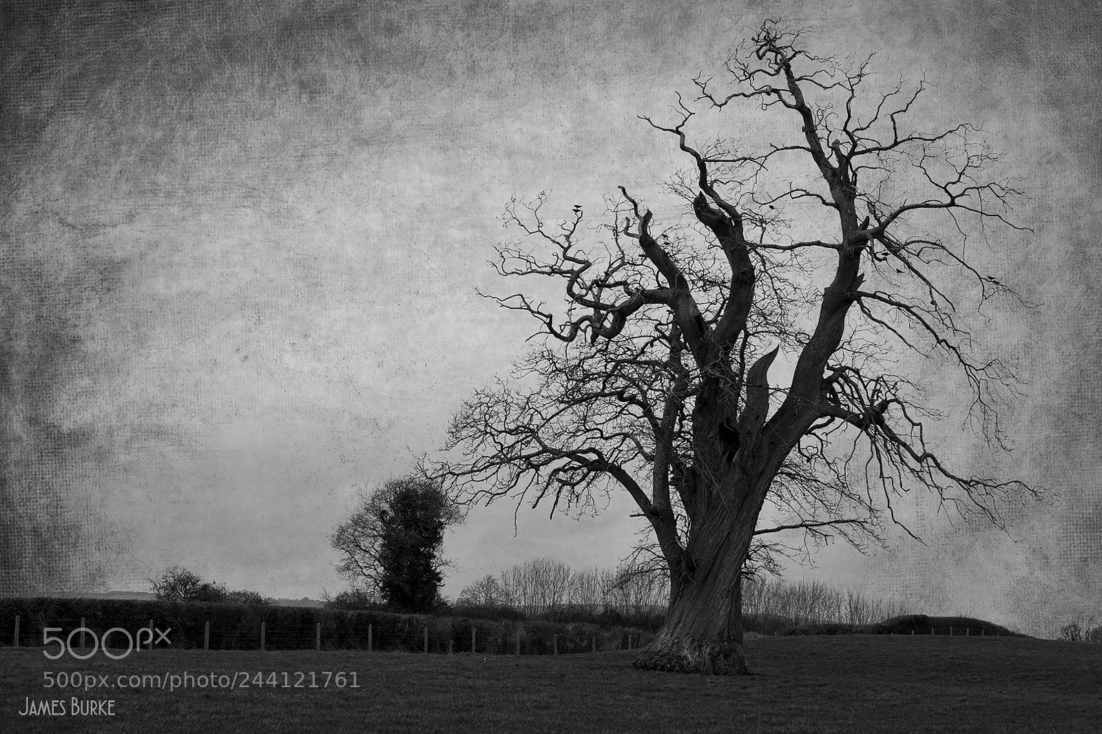 Canon EOS 5D sample photo. Lightning tree photography
