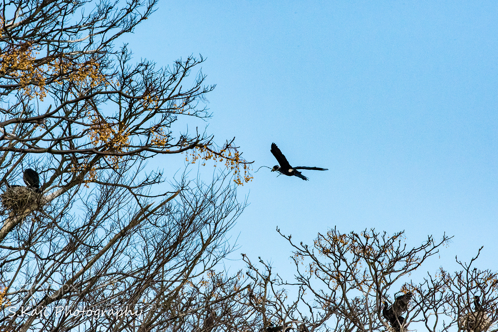 Nikon Df sample photo. Creating a nest photography