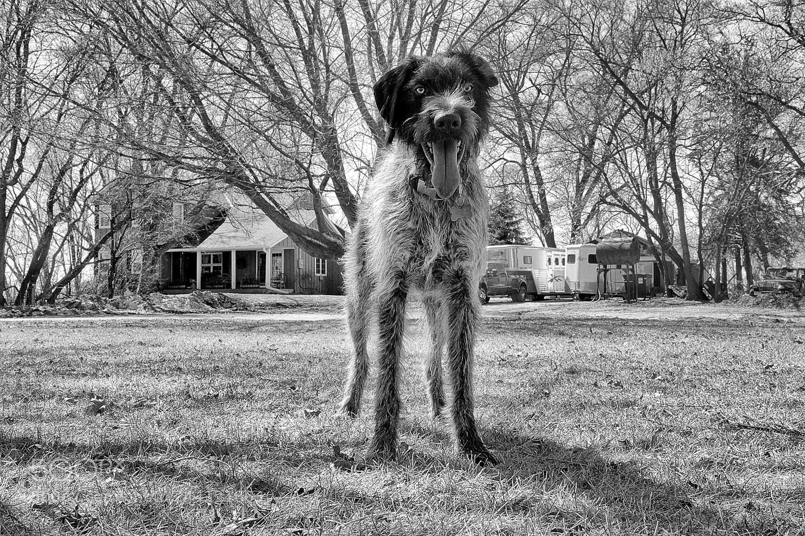 Canon EOS 60D sample photo. Farm dog photography