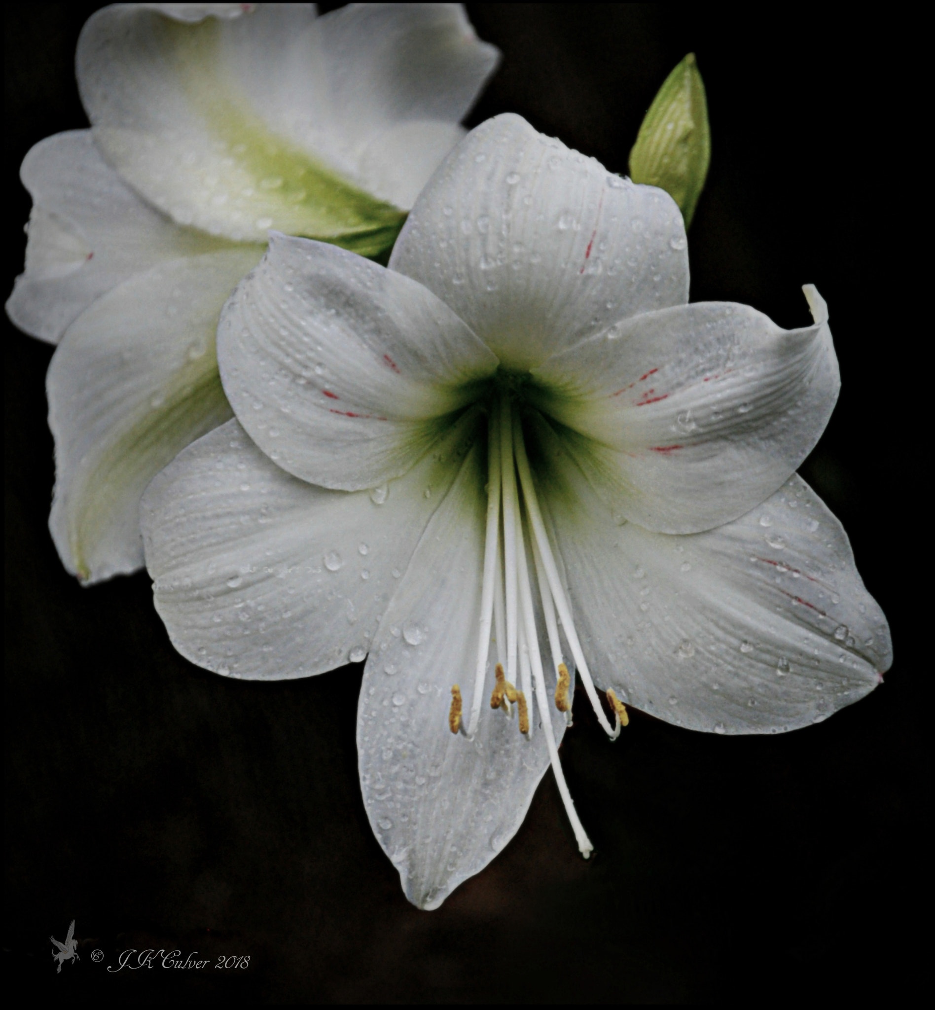 Nikon D3000 sample photo. Amaryllis photography