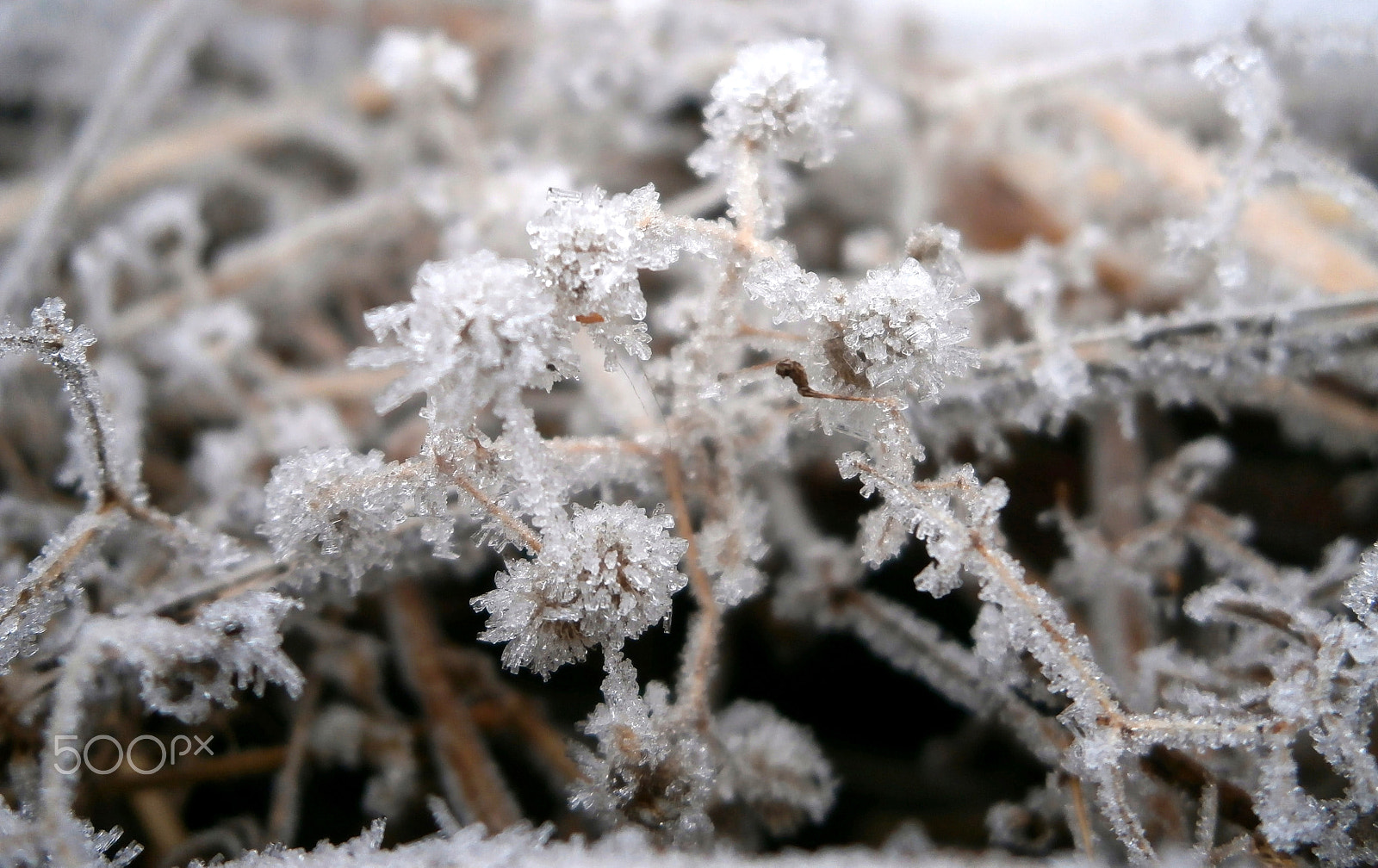 Olympus VG170 sample photo. The beauty of frost photography