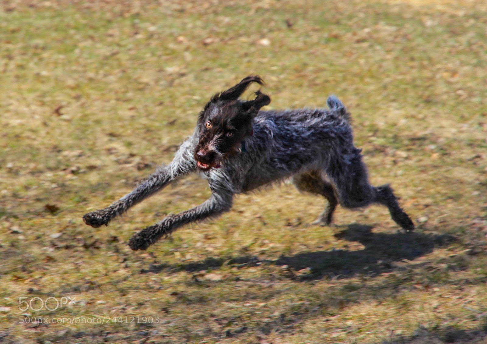 Canon EOS 60D sample photo. Crazy farm dog 2 photography