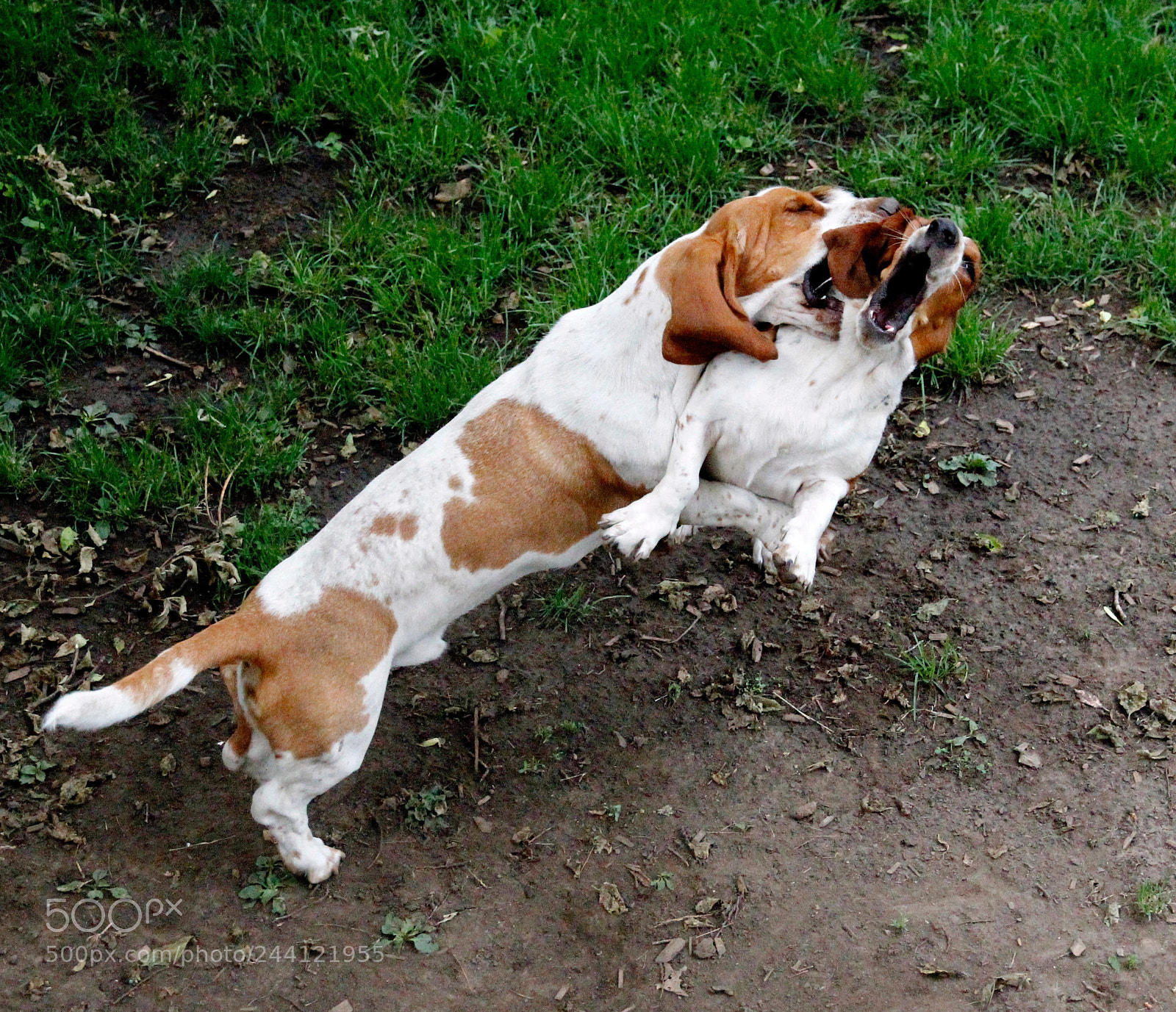 Canon EOS 60D sample photo. Basset battle photography