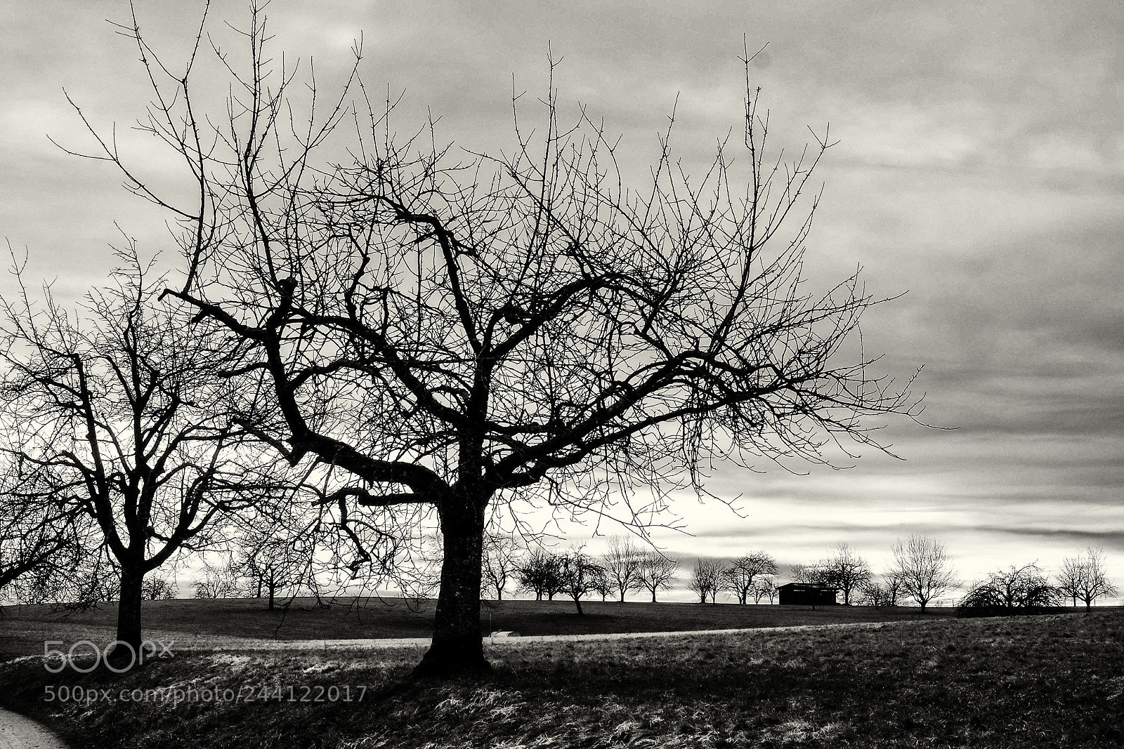 Fujifilm X-T1 sample photo. Winter trees, wehr (baden) photography