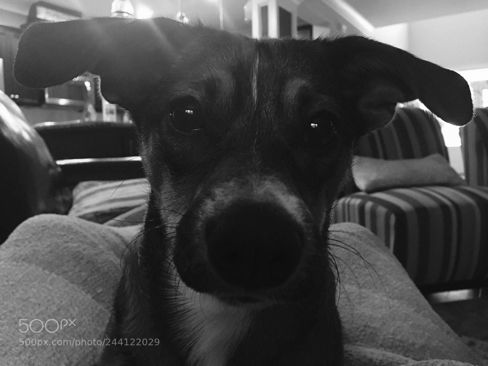 Apple iPhone 6s sample photo. Katie. rescue pup extraordinaire. photography