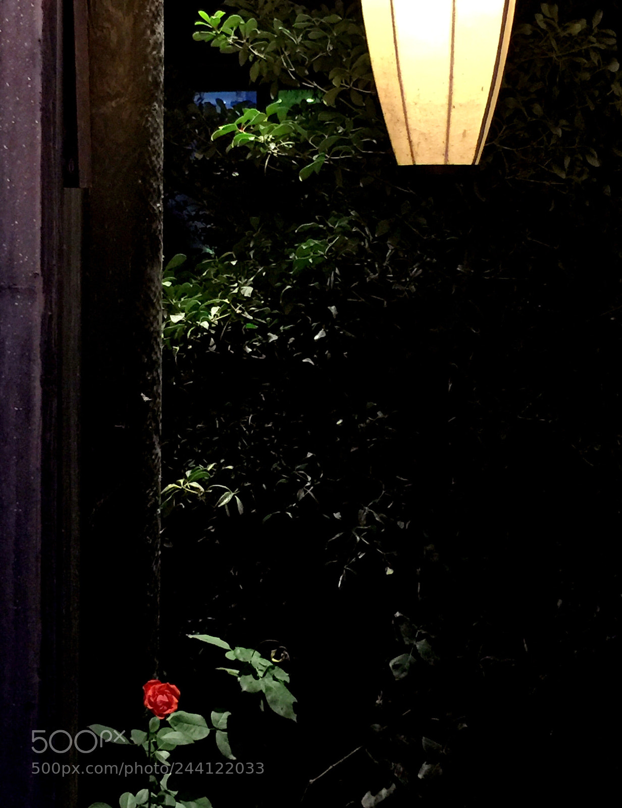 Apple iPhone 6 Plus sample photo. Night rose photography