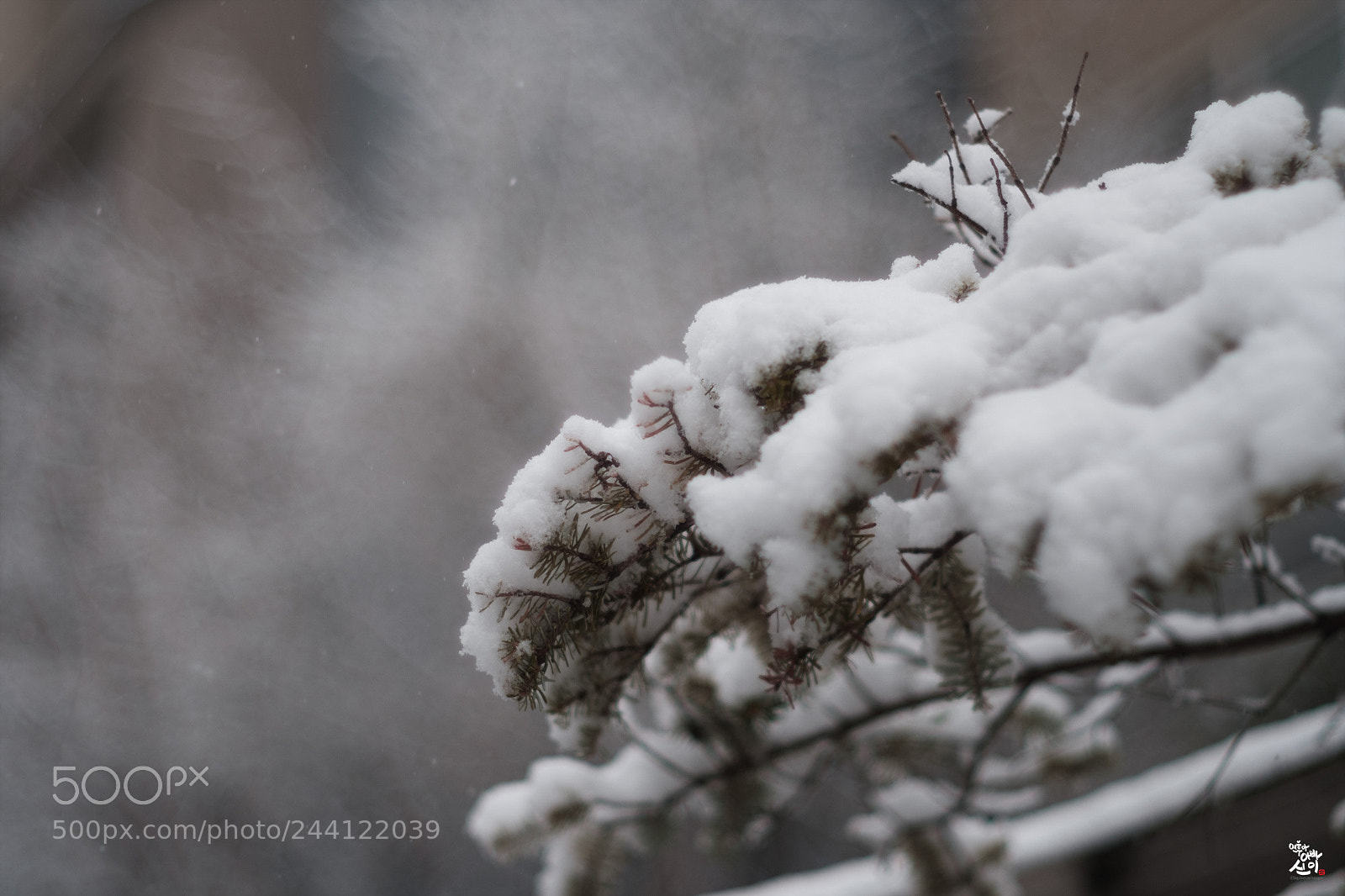 Fujifilm X-T2 sample photo. One winter day~ photography
