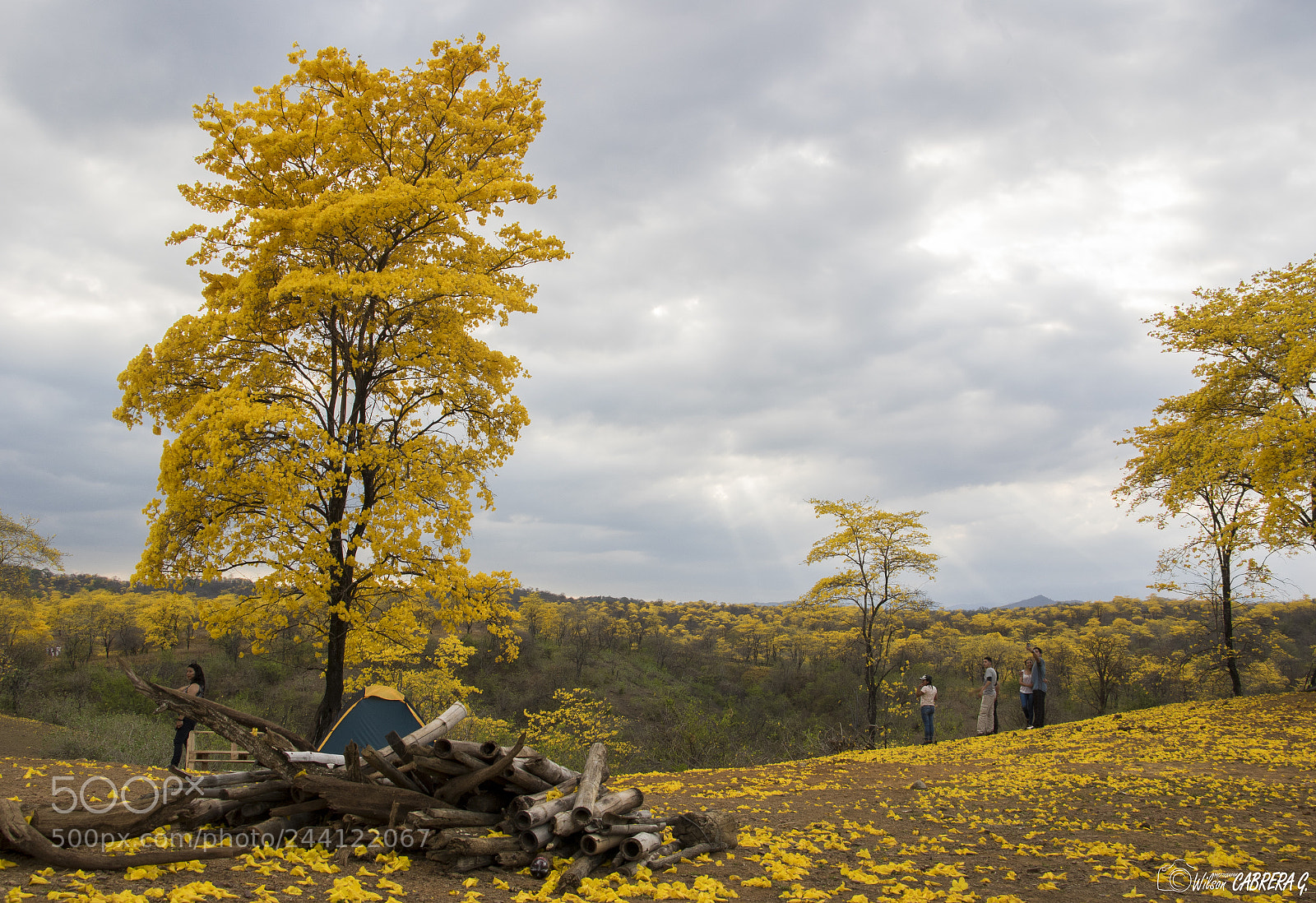 Canon EOS 7D Mark II sample photo. Bosque de guayacanes photography