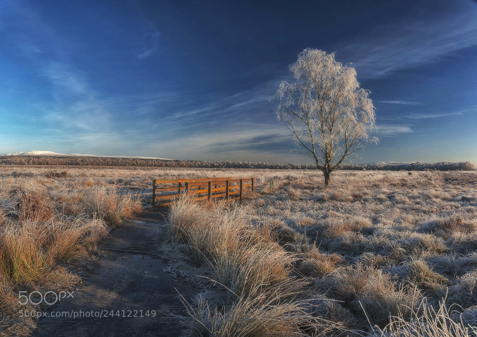 Nikon D800 sample photo. Lonely birch, flanders moss photography