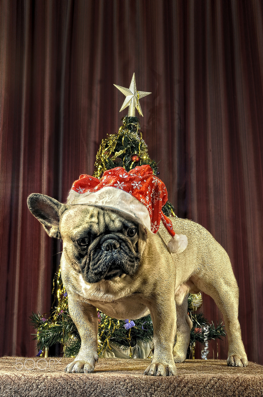 Nikon D5000 sample photo. Chinese calendar 2018: yellow earth dog comes photography