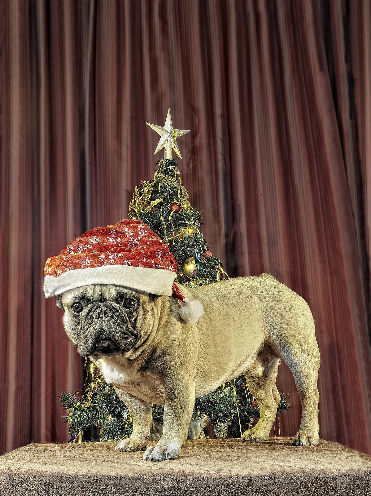 Nikon D5000 sample photo. Chinese calendar 2018: yellow earth dog comes photography